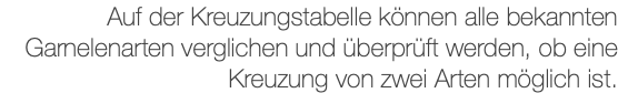 Auf der Kreuzungstabelle können alle bekannten Garnelenarten verglichen und überprüft werden, ob eine Kreuzung von zwei Arten möglich ist.